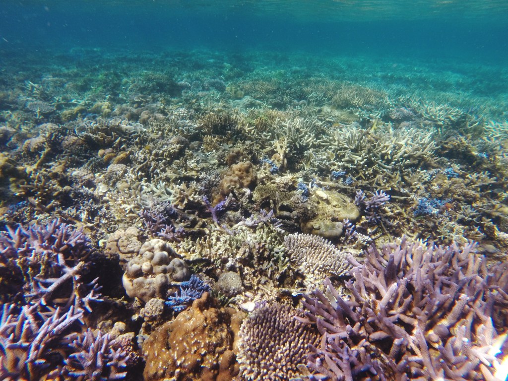 Culion-Bugor Reef-Crowning Glory