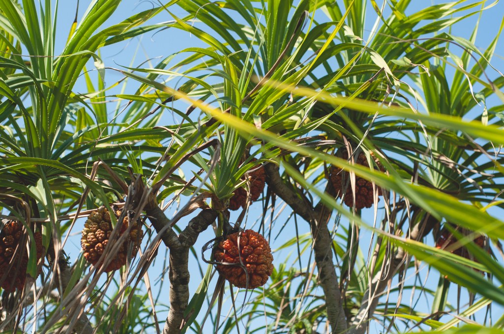 Easy Adventure Baler_7